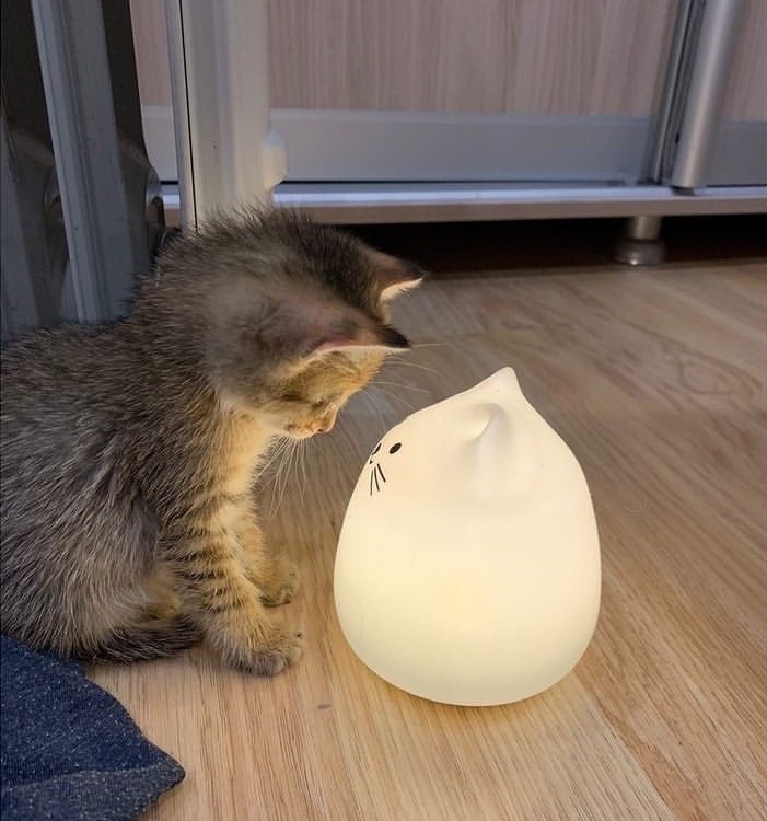 gatitos_qctd's tweet photo. Tas muy brillante https://t.co/xKTzGTbpjw