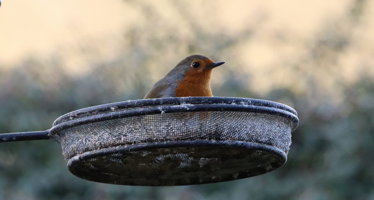 NickAPhotos's tweet photo. Blackbird vs Fat Ball! Make sure your bird feeders are well stocked up especially at this time of the year. @RSPBEngland @WWF #TwitterNatureCommunity #Birdwatch @BBCSpringwatch @WildlifeMag #RETWEEET https://t.co/tjKK0H0zuW