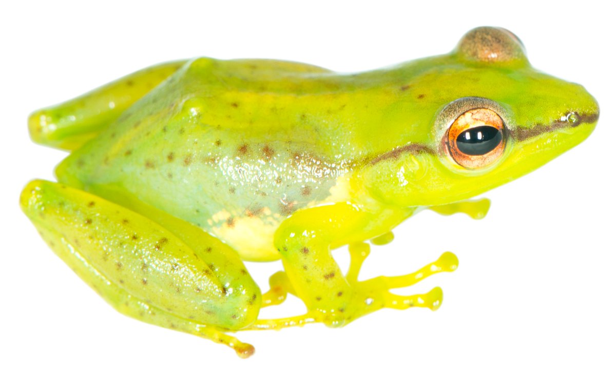 Guibemantis pulcher is found across the rainforests of eastern Madagascar. The population in Marojejy is the northernmost known population, but is probably an undescribed species—note that it lacks the purplish flank blotches that typify G. pulcher.  #MadagascarFrogs