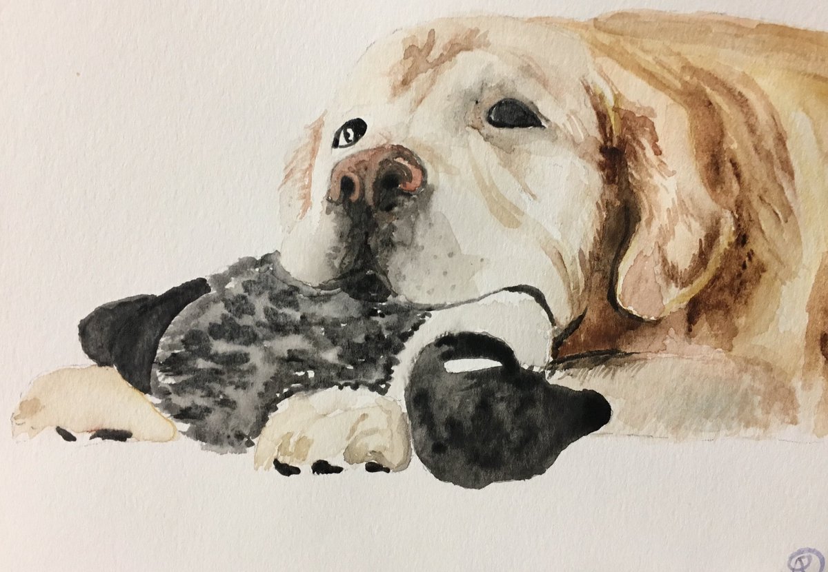✨MONDAY SPOTLIGHT✨ Marley is a 14 year old golden retriever. He is our family dog and was the subject of my very first Pet Portrait. He loves his toy hedgehog collection, getting pancakes and going for boat rides in the summer. #MondaySpotlight #petportrait #watercolour #dog