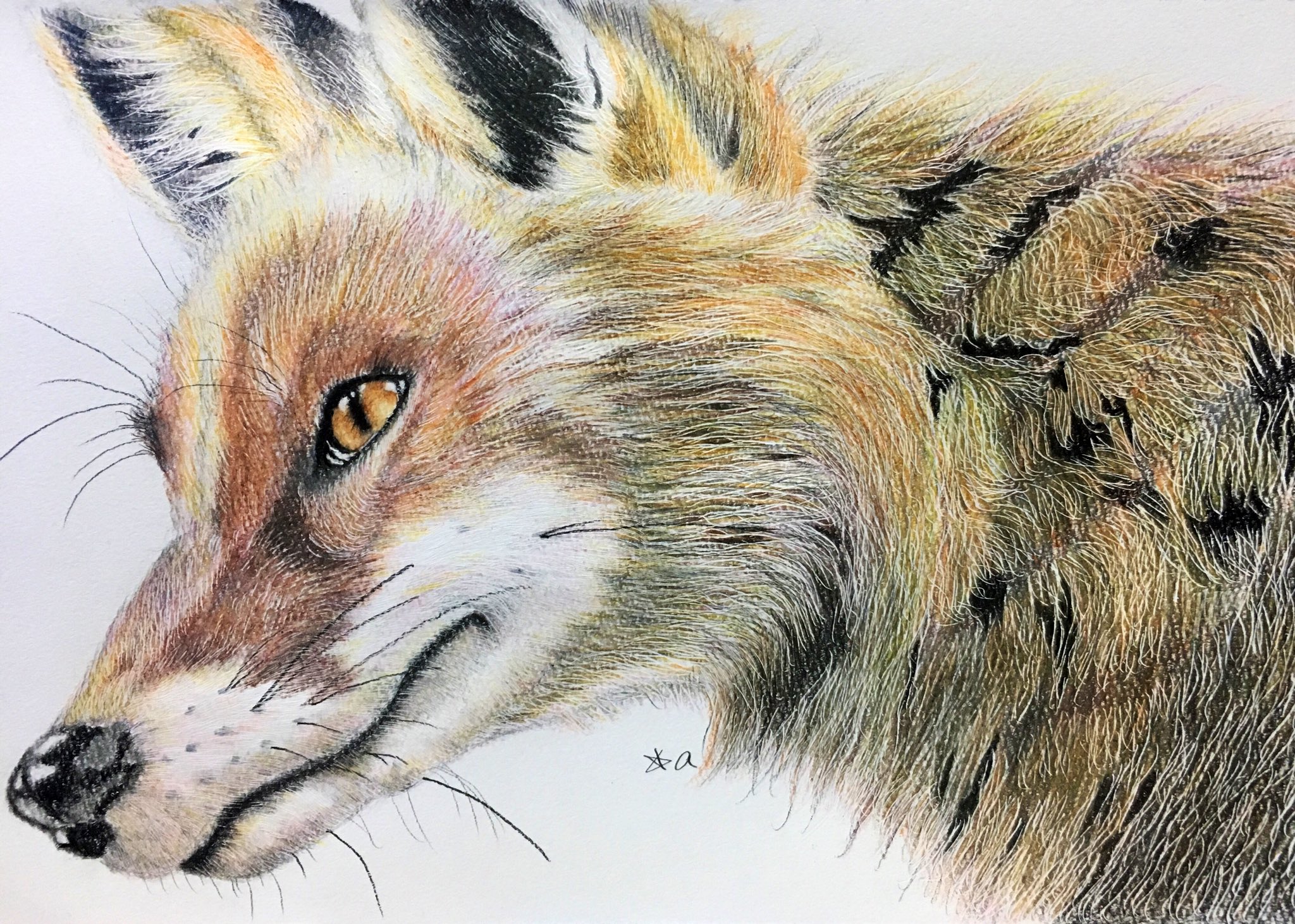 キツネ❤️ 狐 きつね 原画 絵画 鉛筆画 手描きイラスト ハガキ