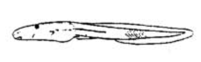 The tadpoles of Pandanusicola are *super* elongated, specialised to life in the axils of Pandanus. This is the only image I could find, from the first edition of the Glaw & Vences Field Guide to the Amphibians and Reptiles of Madagascar  #MadagascarFrogs