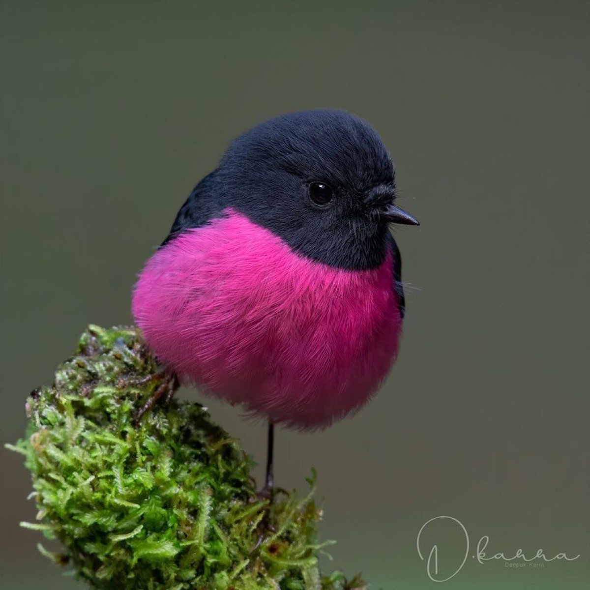 ecogallego's tweet photo. Guarda esta foto del petirrojo rosado (Petroica rodigonaster) para los días de bajón. Piensa que al pasear por un bosque australiano podrías verlo... y morir inmediatamente de amor 💕💓💗 https://t.co/Cp6DkXglwC