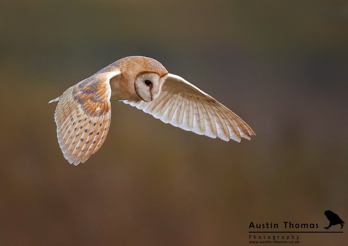 AustinTphoto photo