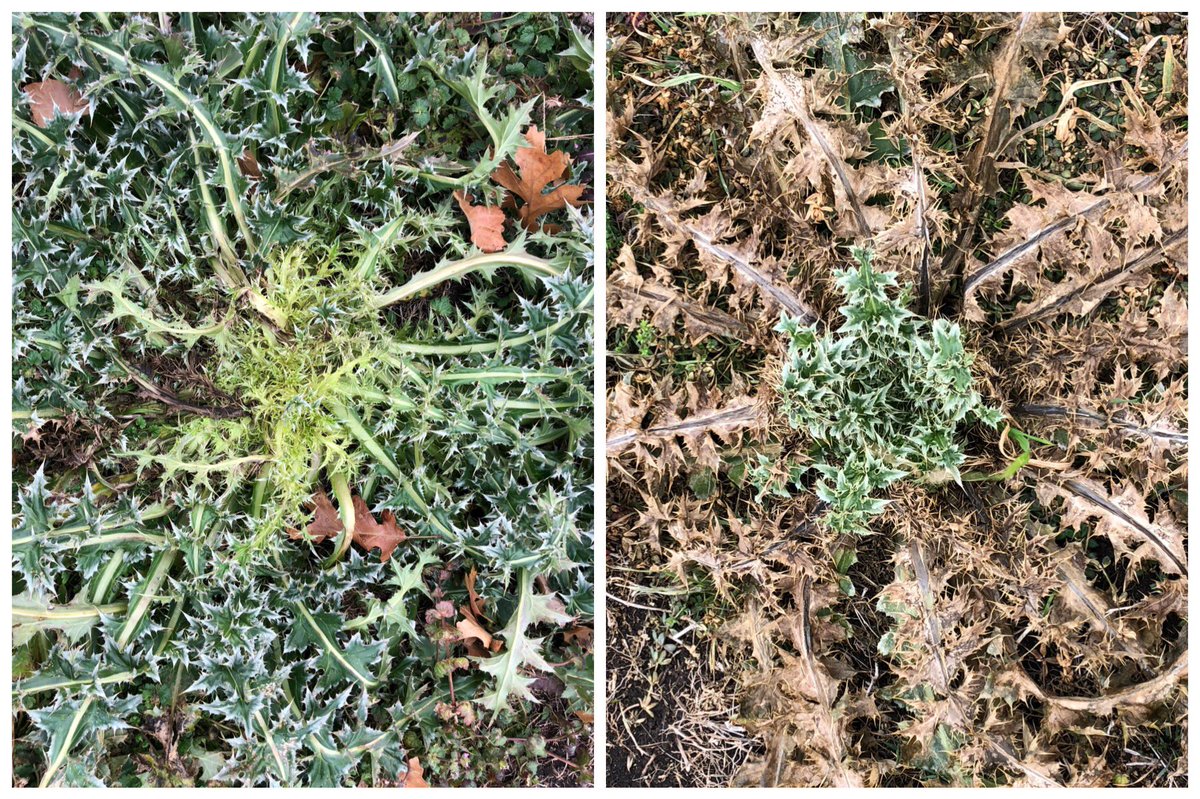 TurfBlade's tweet photo. An interesting comparison between #systemic vs. #contact #herbicides...notice where the symptoms are on the plant https://t.co/N0sFDMKoyD