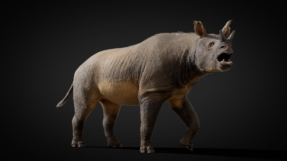 With its 3D render revealed on the weekend, I am pleased to talk more about the paleobiology of Agate Spring’s most common ungulate. Menoceras, a unique mini rhinoceros, illustrates the incredible biodiversity of North American herbivores 20 million years ago. Thread 1/7