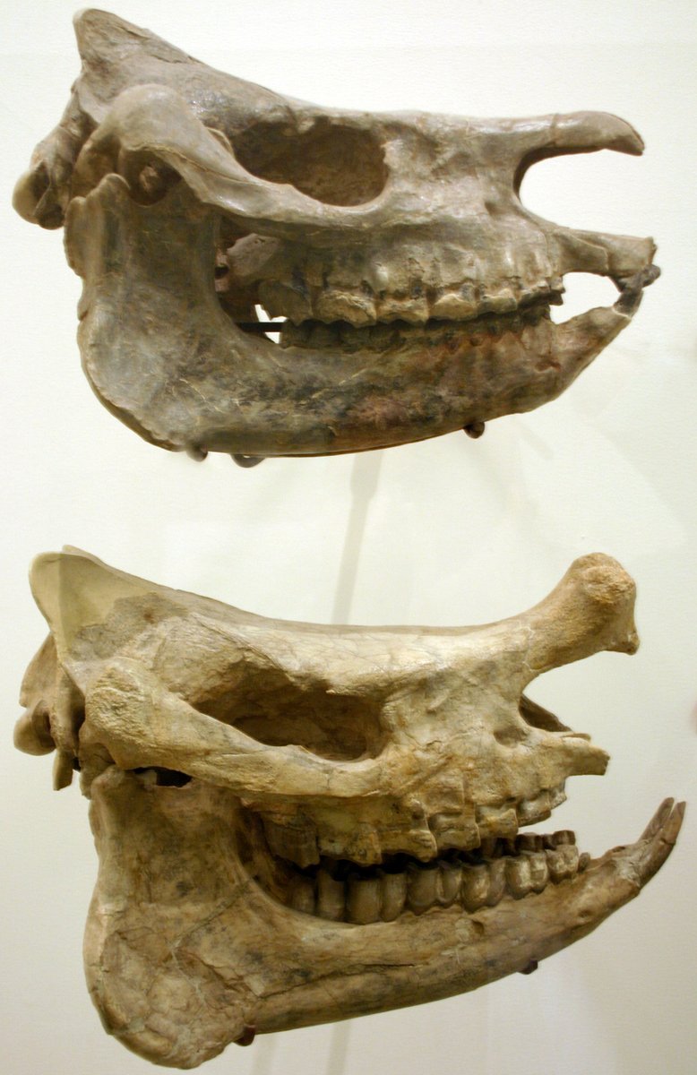 Menoceras evolved at the peak of this arms race, spanning from Panama to New Jersey. Around tapir-size, this savanna-bound elasmotheriin shows distinct dimorphism in tusk and horn appearance, implying behavioral & dietary differences going on between the males and females. 3/7