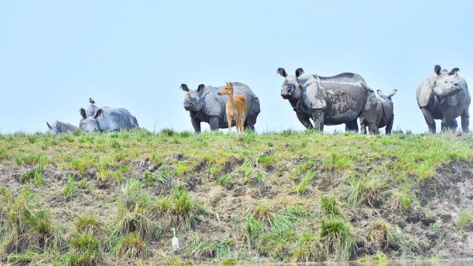 Agate’s Menoceras were usually younger males while the females consisted of the oldest adults, suggesting that the youthful inexperienced bulls were more prone to mortality due to infighting and guarding territory, while cows likely lived longer (comparable to modern rhinos). 4/7