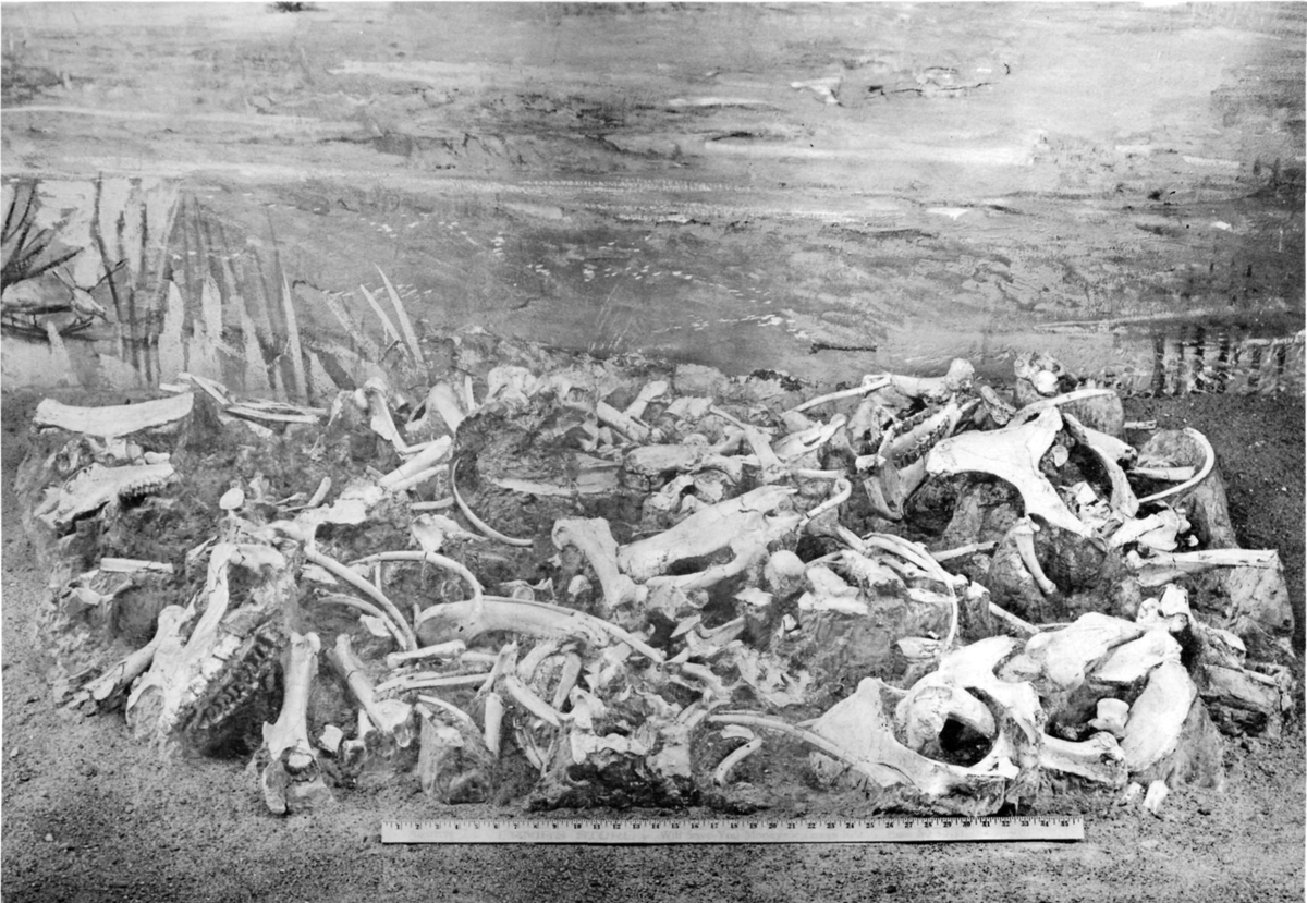 With around 16% of the Agate bonebeds consisting of just these mini-rhino fossils, it's quite possible that these animals associated in large gregarious herds when resources were more plentiful, similar to certain buffalo species. 5/7