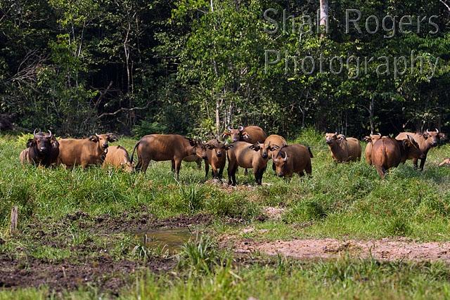 With around 16% of the Agate bonebeds consisting of just these mini-rhino fossils, it's quite possible that these animals associated in large gregarious herds when resources were more plentiful, similar to certain buffalo species. 5/7
