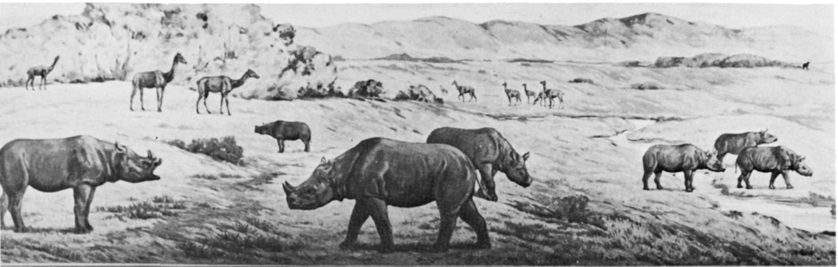 In conclusion, Menoceras and its extensive fossil record offers vital insight into the vibrant evolutionary trends rhinos were taking at the crux of their evolution. This species will serve an important role in the desolate ecosystem of  #ForgottenBloodlinesAgate. 7/7