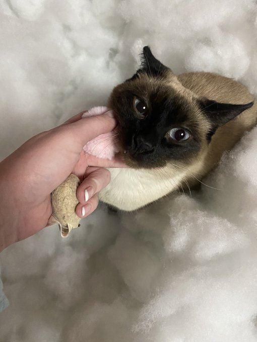 My number one distraction when I&rsquo;m taking photos is my baby Luna, she seems to think she&rsquo;s the star of