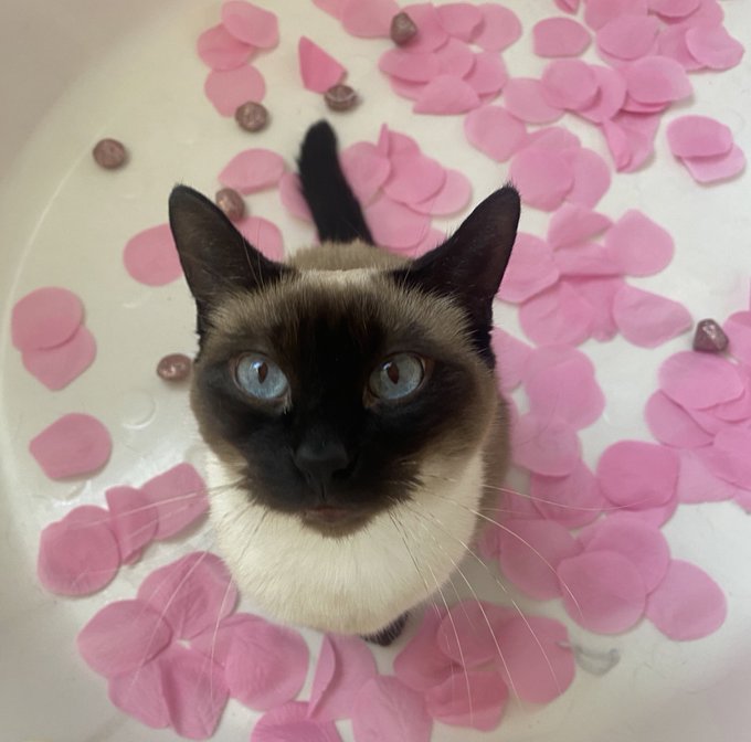 My number one distraction when I&rsquo;m taking photos is my baby Luna, she seems to think she&rsquo;s the star of