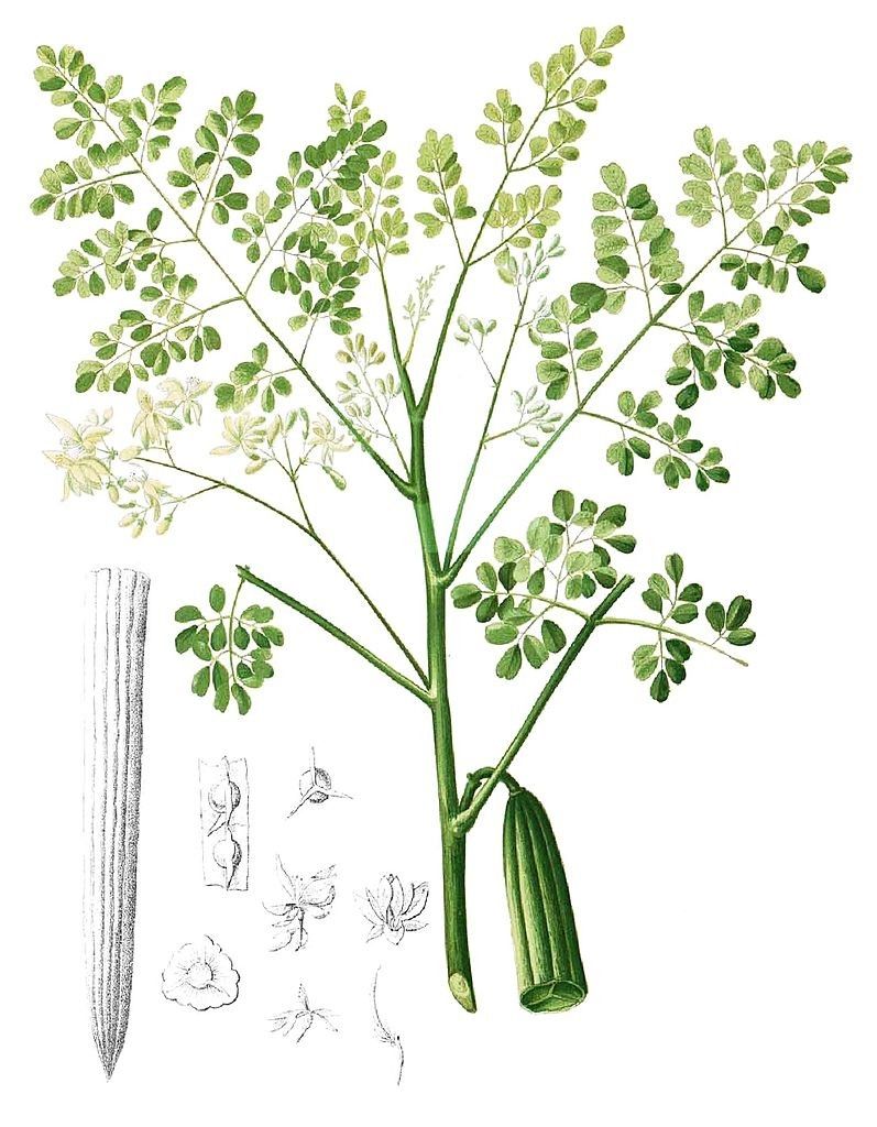 ProvisionsKenya's tweet photo. Every single part of the moringa tree, including stems, seeds, pods, fruits, bark, and root, has precious medicinal values.
#moringaoil #superfood #skincare #naturalhealing #madeinKenya #sustainablebeauty #beneficialplants #treemedicine https://t.co/VWvBK8acV8