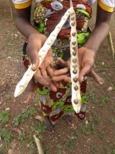 ProvisionsKenya's tweet photo. Every single part of the moringa tree, including stems, seeds, pods, fruits, bark, and root, has precious medicinal values.
#moringaoil #superfood #skincare #naturalhealing #madeinKenya #sustainablebeauty #beneficialplants #treemedicine https://t.co/VWvBK8acV8