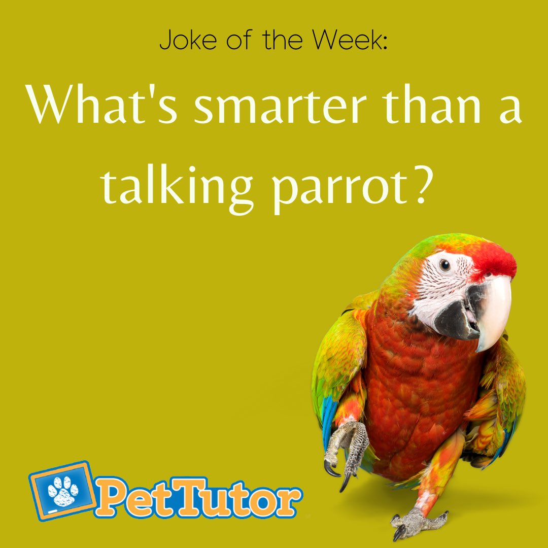 Did you know that Pet Tutor can be used for training birds too?!

Check below to view the answer to the joke in the photo!

Answer: ¡ǝǝq-ƃuᴉllǝds ∀