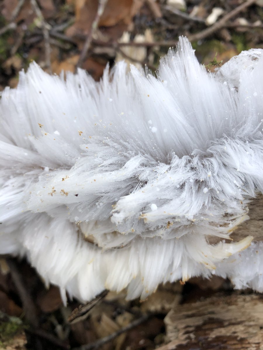 sparnamharris's tweet photo. Not hair on bone but ice on wood! Hair Ice forms on moist rotting wood with the help of Exidiopsis Effusa a fungus which shapes the ice stabilizing it with a  recrystallization inhibitor similar to antifreeze proteins. #Science #NaturePhotography #mycology #ExmoorThoughts https://t.co/LdyvSuV3ws