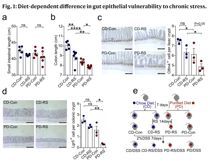 "Promoting intestinal stem cell renewal with a proper dietary design in psychological stress-induced gut disorders" is a #MicrobiotaMiComment by Martina Morandi <a href="/MartinaMorandi5/">Martina Morandi</a> about "A diet-microbial metabolism feedforward loop modulates intestinal... disq.us/t/3u3wwdn