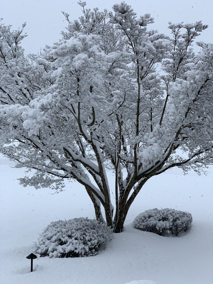 Saum Rahimi tweet media