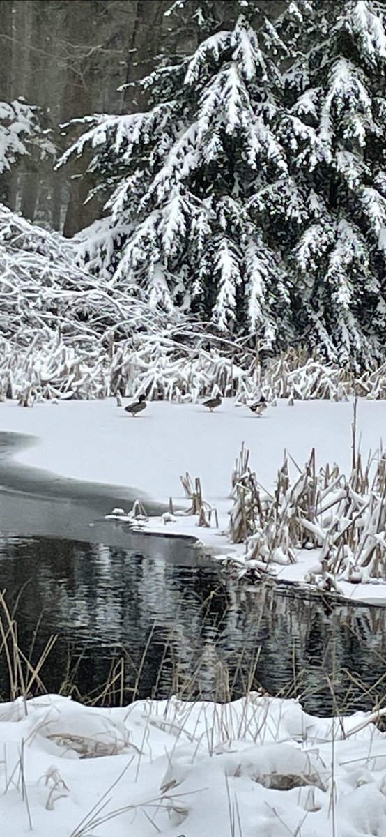 BeaVlemminx's tweet photo. Prachtig natuur 8-2-21 https://t.co/v8z4RJ2CUj