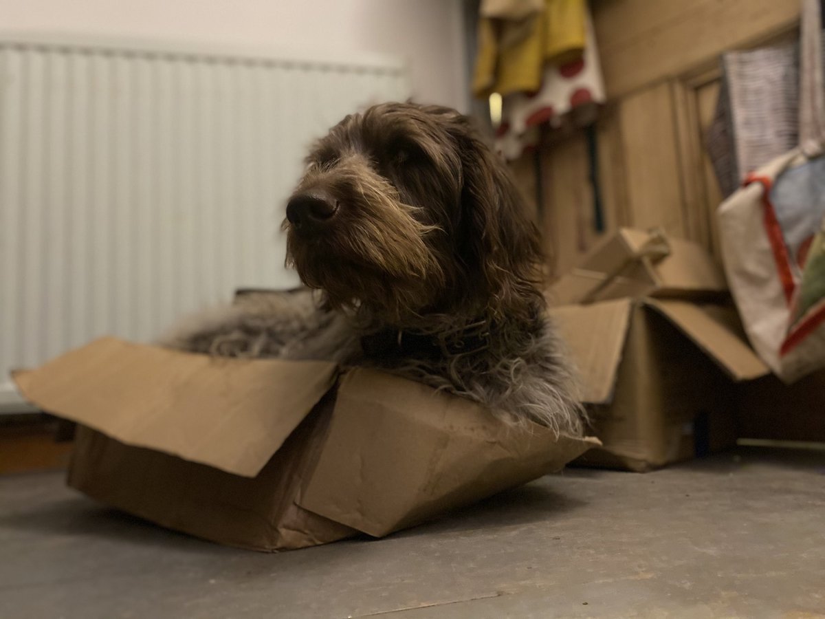 I thought it was just cats that did this? 
#doginabox #korthalsgriffon #dogsoftwitter