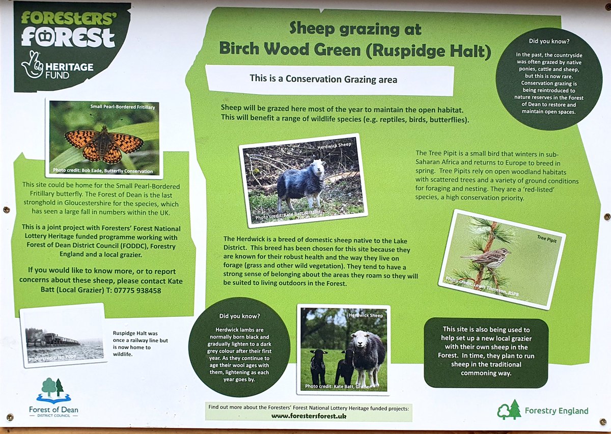 <a href="/ForestryEngland/">Forestry England</a> is using #Conservation Grazing for the grassland created as part of TACP’s mitigation design for the Cinderford Northern Quarter Regeneration.  Herdwick Sheep have been introduced to maintain open habitat and diversity.   
forestersforest.uk/news/article/4…