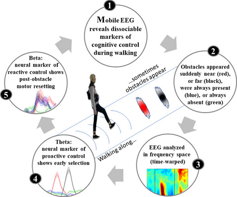 OUT NOW #openaccess
Mobile EEG reveals functionally dissociable dynamic processes supporting real‐world ambulatory obstacle avoidance: Early proactive control 
From <a href="/MagdaMustile/">Magda Mustile</a> @gemma_learmonth <a href="/LadouceSimon/">Simon Ladouce, PhD.</a> <a href="/m_ietswaart/">Magdalena Ietswaart</a>- University of Stirling <a href="/StirUni/">University of Stirling</a>
onlinelibrary.wiley.com/doi/10.1111/ej…