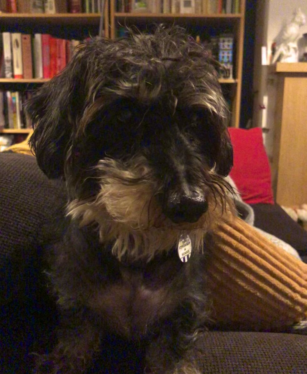 Not been on the ol’ Twitter for a bit. Thought I’d re-join with a humble brag about how much my D loves me.....no Hoomans in the house today so D left the heating on just for me ALL day because of the snow 🤗 #costingafortune