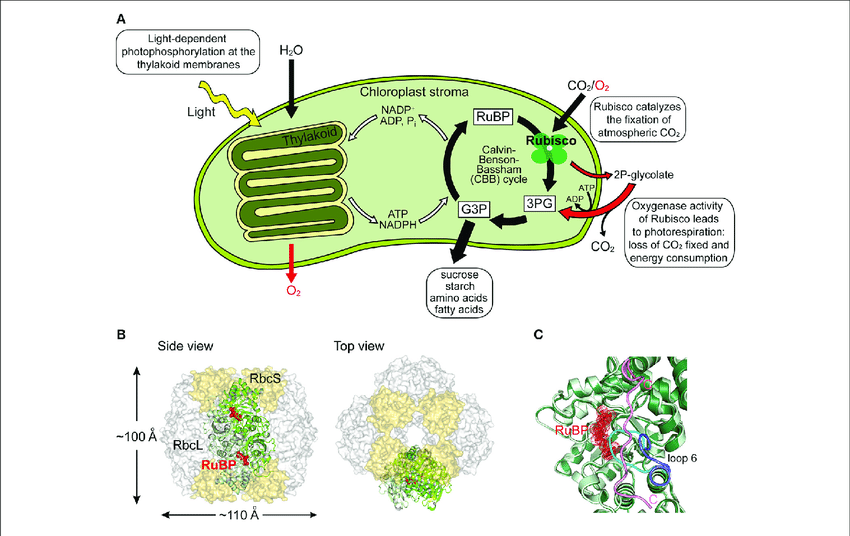 BatScientist's tweet photo. @climate #RUBISCO #Enzyme #CalvinCycle #Photosynthesis https://t.co/MirXpg0IrI