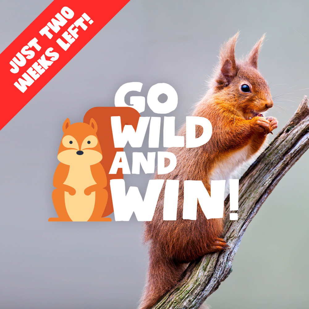 silverbackchat's tweet image. Just 2 weeks to go! Don't miss out on the chance to win a £50 voucher and #SilverbackPack! Teach us about your local wildlife with a poster or storyboard about their habits and habitats!

Head over to bit.ly/2LK2aoQ for more details! #GoWildandWin2 #yourcreativepartner
