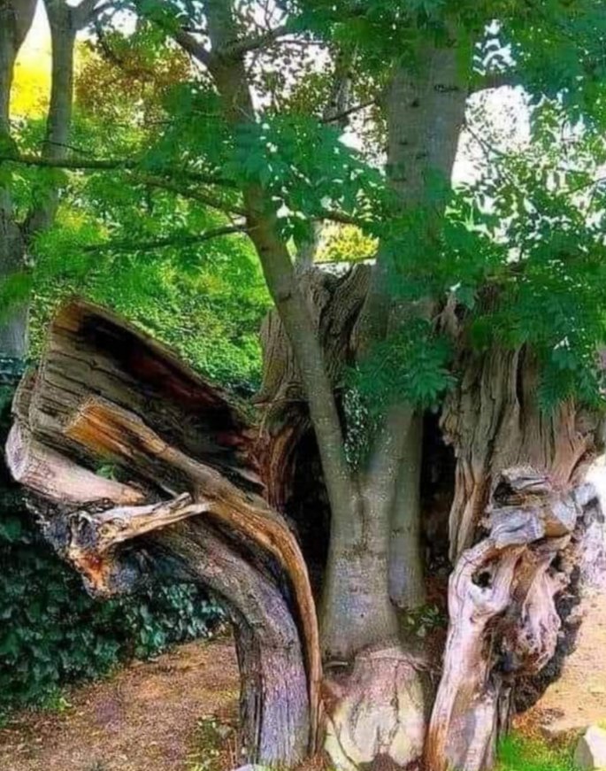 DavidMachadoSE's tweet image. &quot;Renacer&quot; El árbol que decidió comenzar una nueva vida. Un claro ejemplo para nosotros.