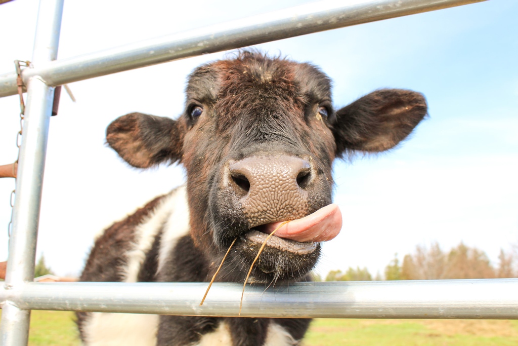 Say Cheese! Byre's Bodycare range will make you as happy as this chap! Available at @sainsburys 

#cutecows #britishfamers #upcycling #britishdairyfarmers #cowpuns