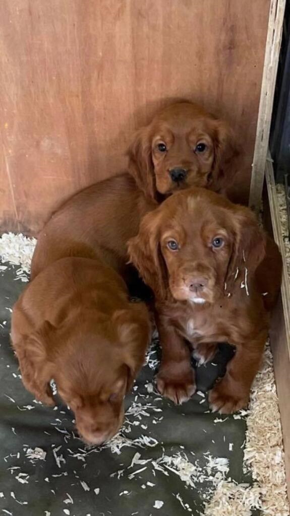 A family is heartbroken after their three Cocker Spaniel puppies were stolen from their home in the Rougham area on Friday night. The puppies are all microchipped. Can you help us find them? More details here >> ow.ly/2MkY50DuCfn