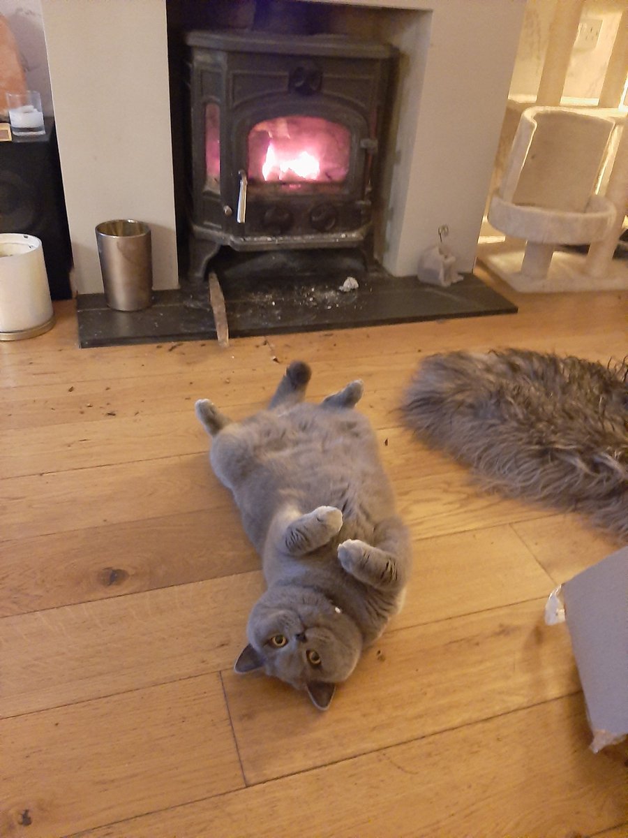 Oh to be a cat on a cold day
#britishblue #coldcat #BSHcat #cats #love