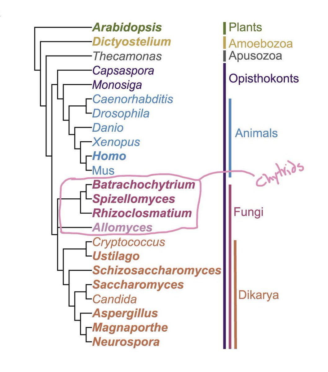 You may be asking yourself “what in the world is a chytrid fungus?” well, chytrid fungi are deep branching fungi, which puts them in a great position to study the evolution of actin networks as well as give insight to the regulation of actin in animals (including us of course).