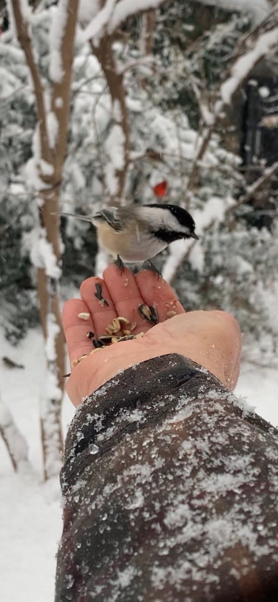 If patience is zero sum in a marriage, I am definitely zero #nycbirds #forttryonpark