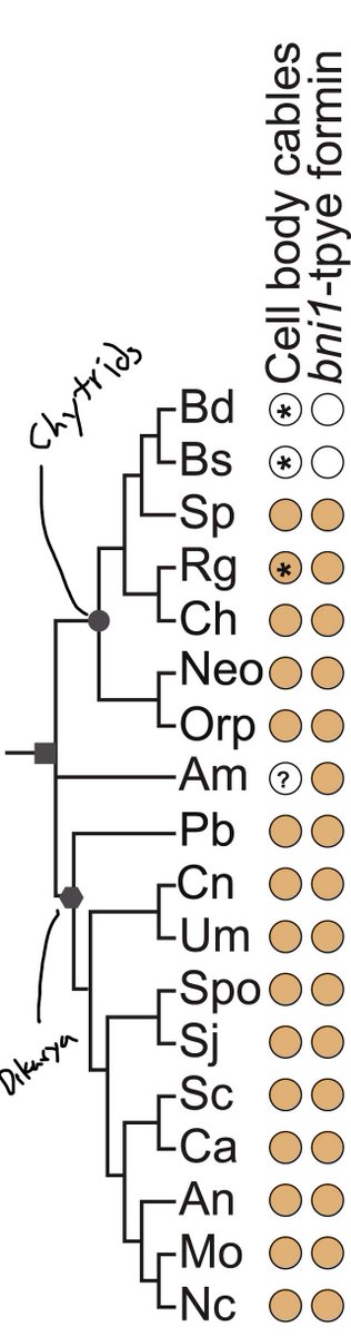 The keen eye of one who studies actin in Dikarya may have asked: “wait where are the actin cables?” Well, our study revealed that the ability to build actin cables in the cell body of a sporangium is associated with the presence of a specific type of formin.