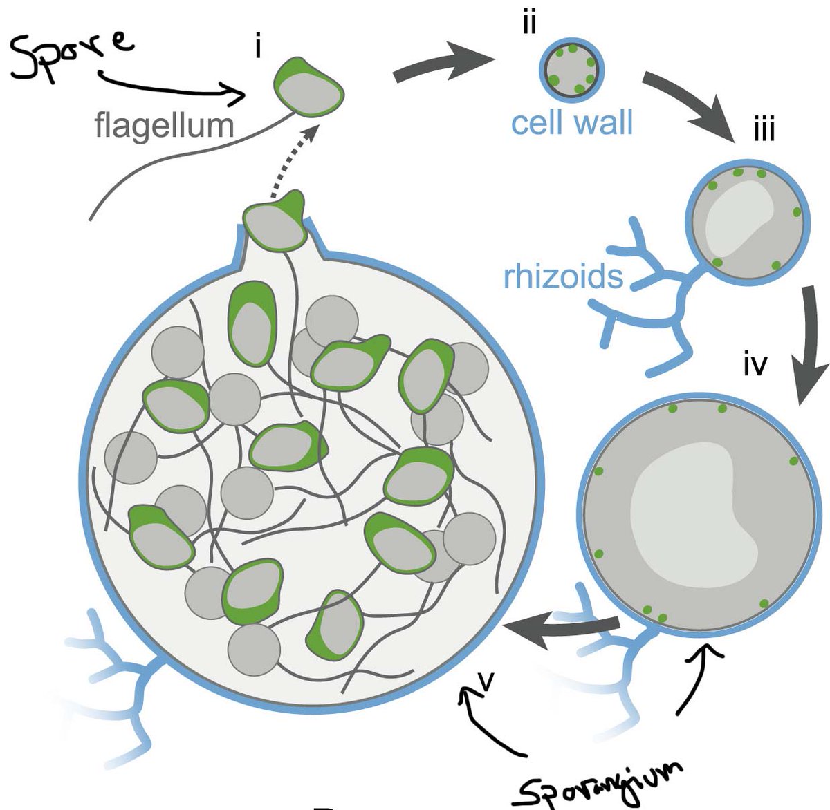 But chytrids don’t look like the fungus you’re probably used to seeing. They have a bi-phasic lifecycle, spending time as a motile spore (sans cell wall) before settling down and becoming a sessile sporangium (w/ cell wall). In this stage they develop and release more zoospores.
