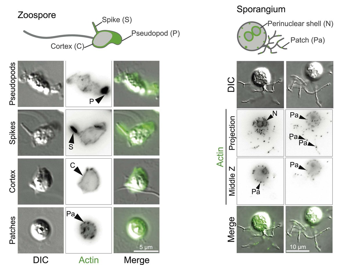 These two life stages in Bd (and most chytrids) have drastically different actin networks, with more animal-like networks (pseudopods, cortex) in the motile spore and more fungal-like networks (patches) in the sessile sporangium.