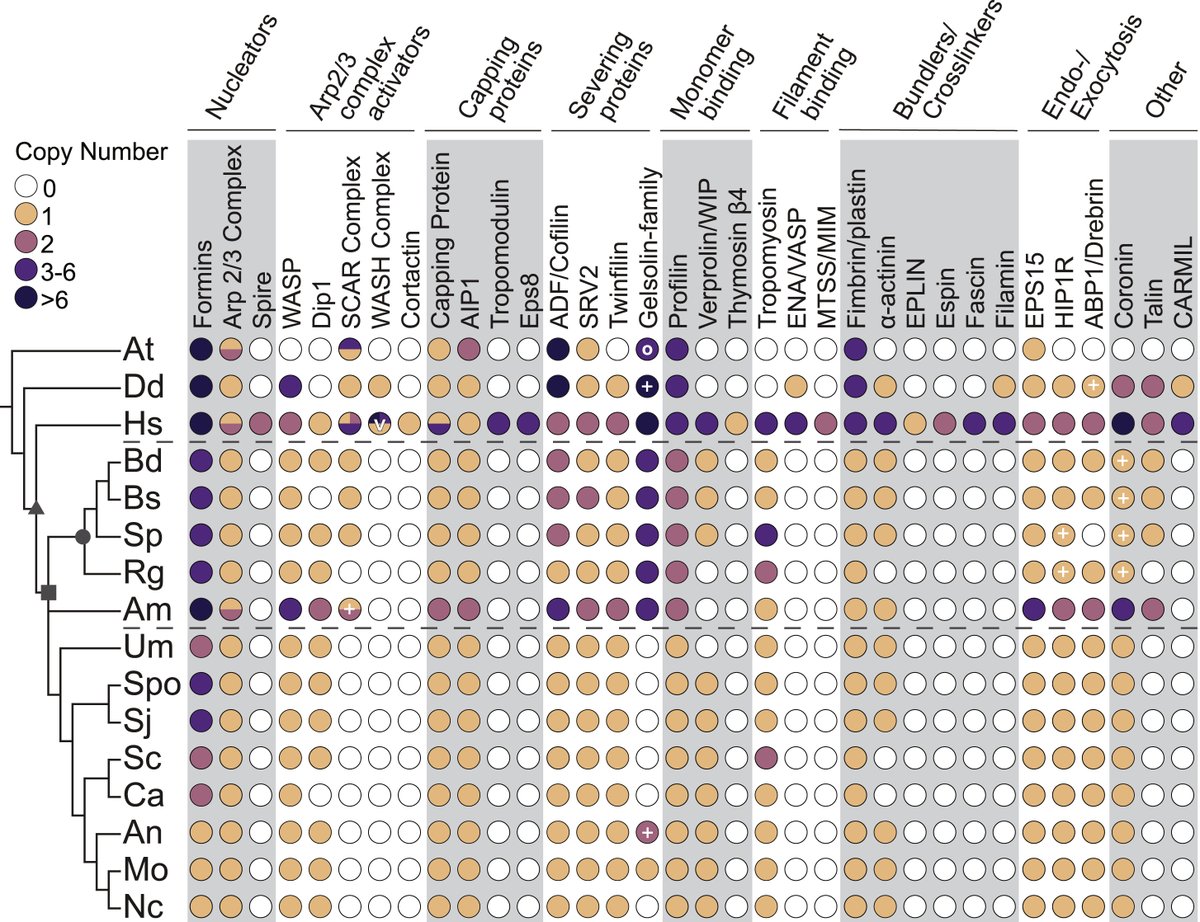 This intermediate nature is also reflected in the actin regulatory protein repertoire of chytrids. They have several proteins that are present in animals but have been lost in Dikarya (the most studied fungal group).