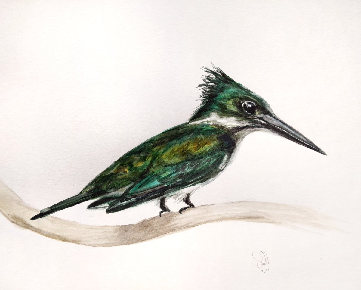 SimonaMandra's tweet photo. Green #kingfisher. Painted this today.. Mixing those greens was so much fun!☺️
A4 size. For sale. 
#birddrawing #swissart #animalartist #birdpainting #watercolorartwork https://t.co/uf0vNpgP21