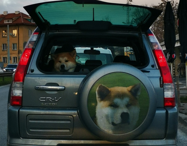 DogecoinEU's tweet photo. Doge transporter https://t.co/ti7jdTUxzP