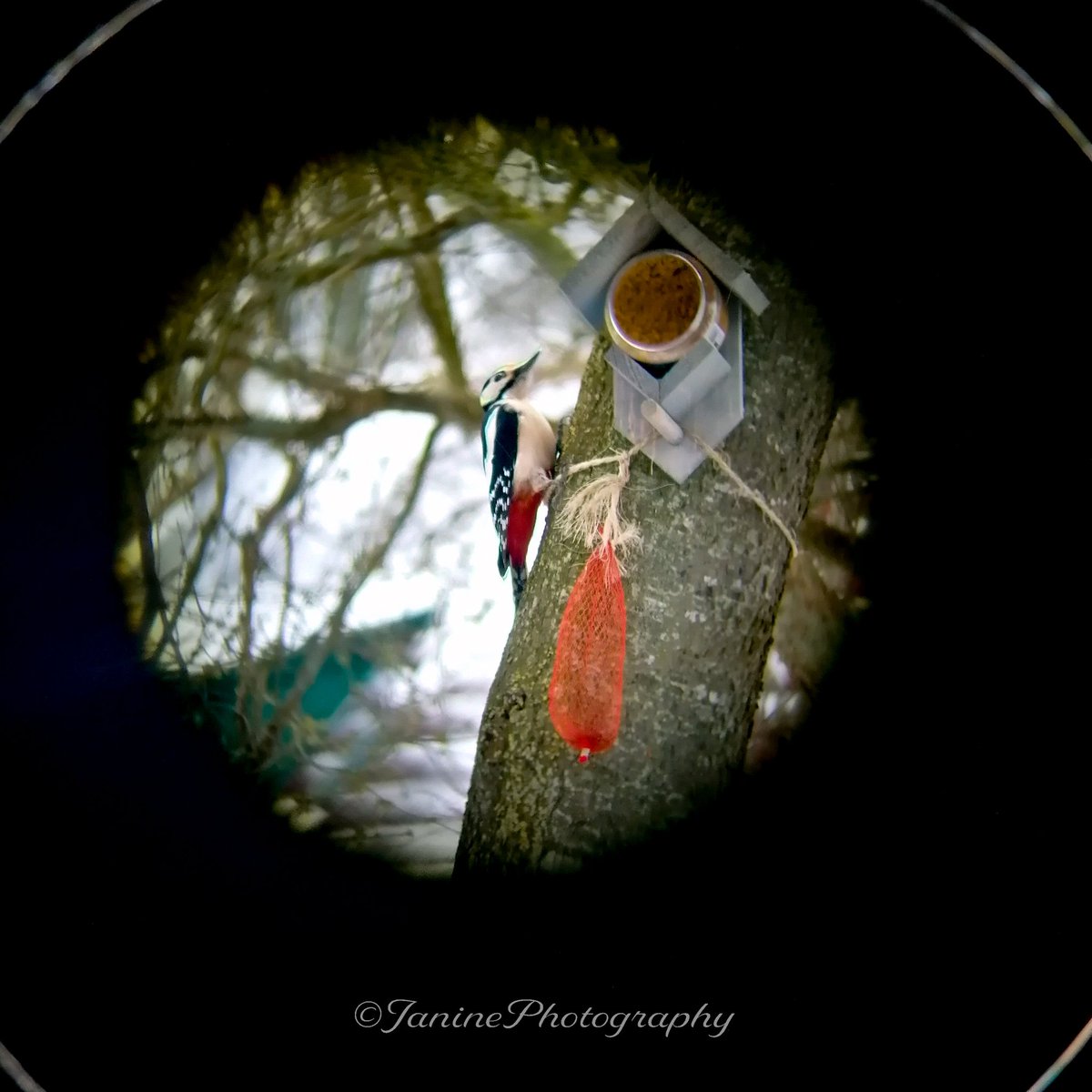 JZPhotography2's tweet photo. In the cold season
You coming is the special event for me
My blue and grey
Your warmth will melt (o-o-oh)

🎶 Winter Flower - V (BTS)

#winter #berlikum #bird #birds #nature #natuur #friesland #fryslan #green #groen #vogels

More photos on insta &amp; facebook > link in bio https://t.co/4h3FCNOMFQ