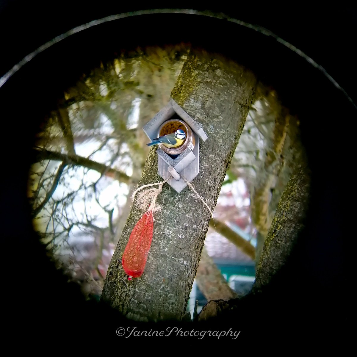 JZPhotography2's tweet photo. In the cold season
You coming is the special event for me
My blue and grey
Your warmth will melt (o-o-oh)

🎶 Winter Flower - V (BTS)

#winter #berlikum #bird #birds #nature #natuur #friesland #fryslan #green #groen #vogels

More photos on insta &amp; facebook > link in bio https://t.co/4h3FCNOMFQ