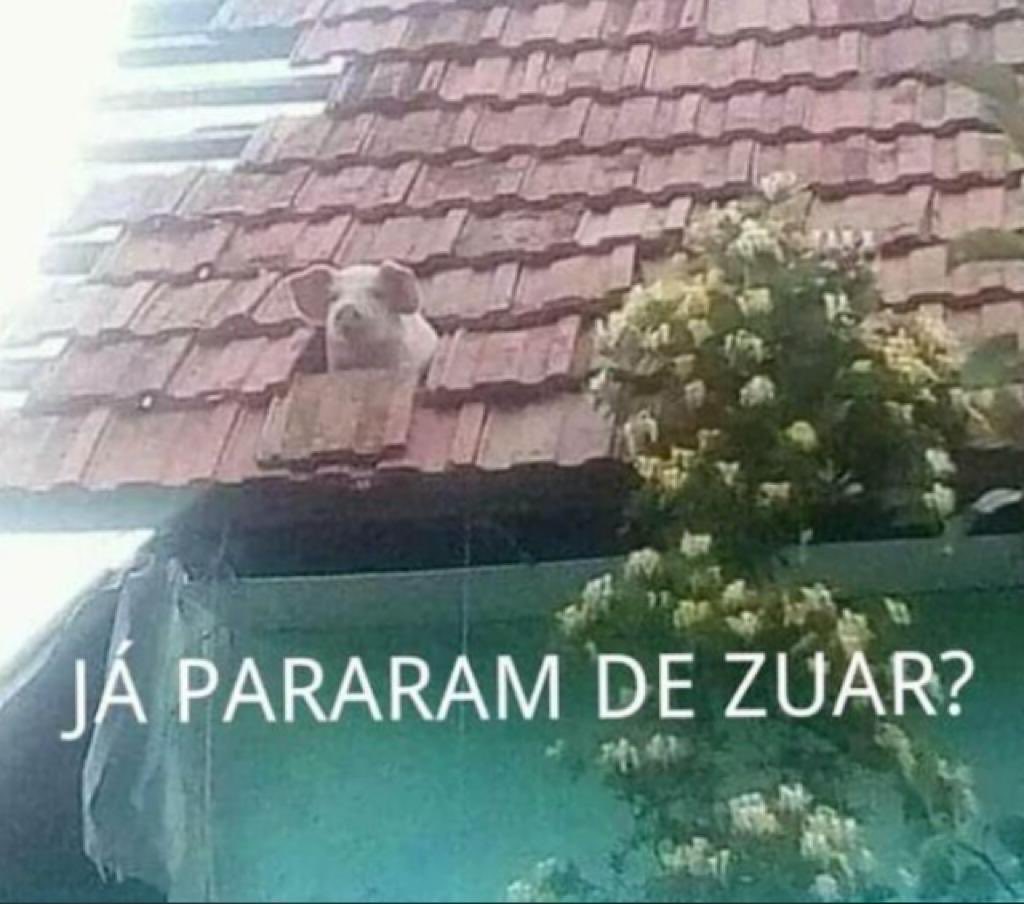 A pergunta do porco assustado!