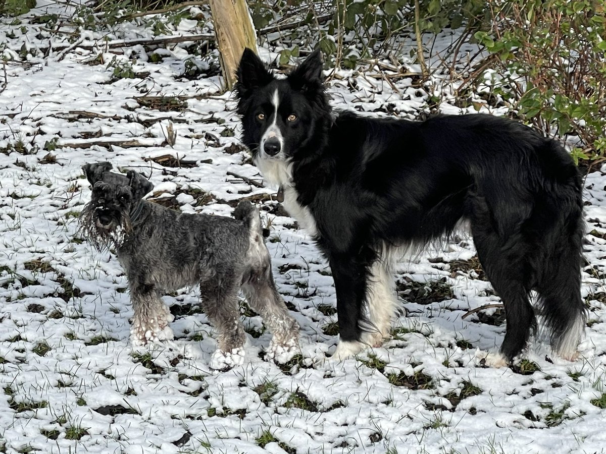 BobBertandMargo's tweet photo. Whooo we had SNOOOWW
Margo took rather a lot home ๐๐
#StormDarcy #SchnauzerGang #CollieClub https://t.co/3paMGFvaI5