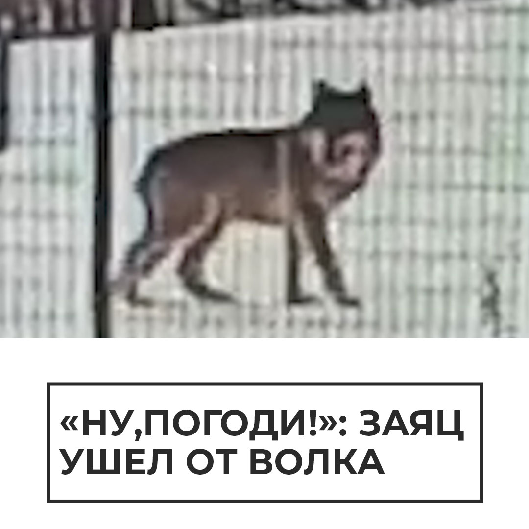 Что не помогает зайцу спасаться от врагов. Заяц убегает от волка. заяц спасается от волка. помоги зайцу убежать от волка. заяц удирает а волк.