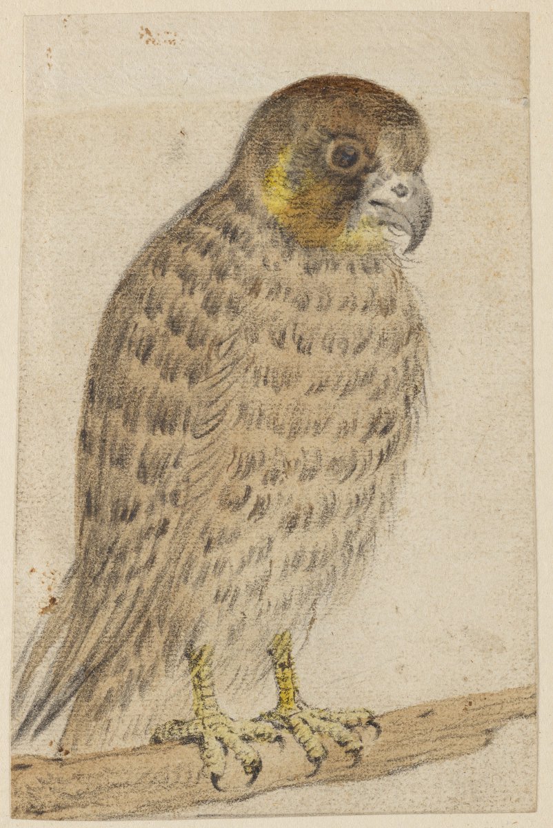 ham_drawing's tweet photo. A Hawk, Cornelis Saftleven, 17th century https://t.co/JAPwB9xyZu #cornelissaftleven #harvardartmuseums https://t.co/NnHPbYM7F3