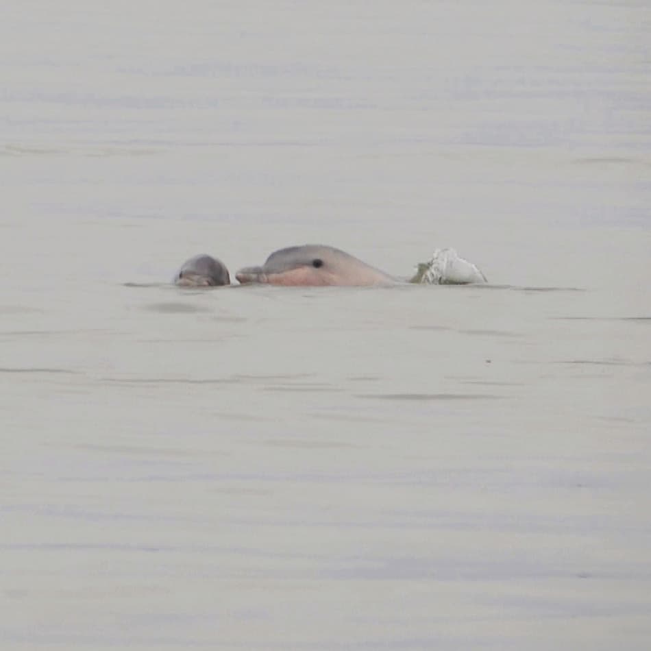 ¿Cómo podríamos dejar que estas lindas caritas desaparecieran de nuestro #LagodeMaracaibo ? No podemos, son parte de su historia, están antes que cualquiera de nosotros y mantiene el equilibrio de ese ecosistema. #toninadellago
