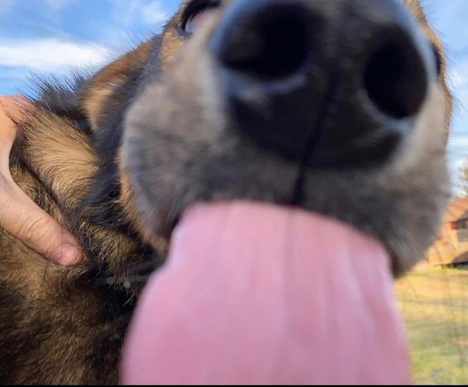 Acabas de recibir el lengüetazo canino de la buena suerte, no lo ignores o el 2022 será el peor año de tu vida.